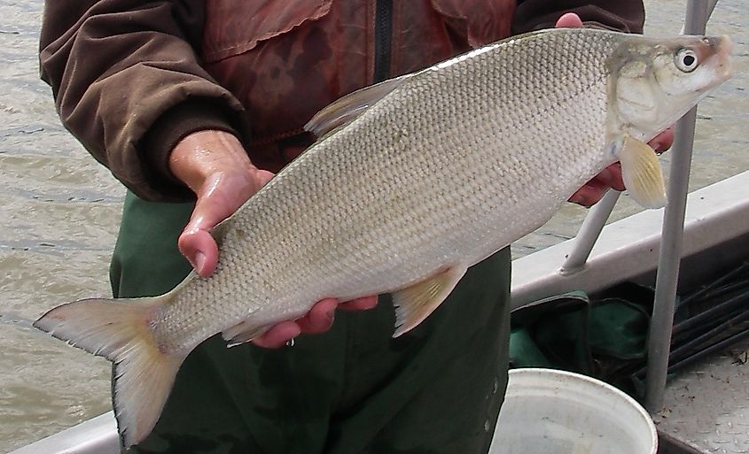 Lake whitefish captured by Missouri River Fish and Wildlife Conservation Office during a fish survey
