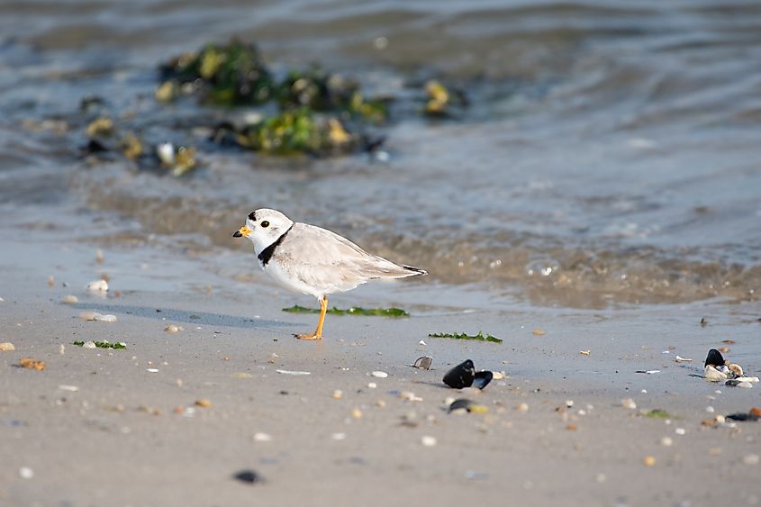 A piping plover standing along the beach