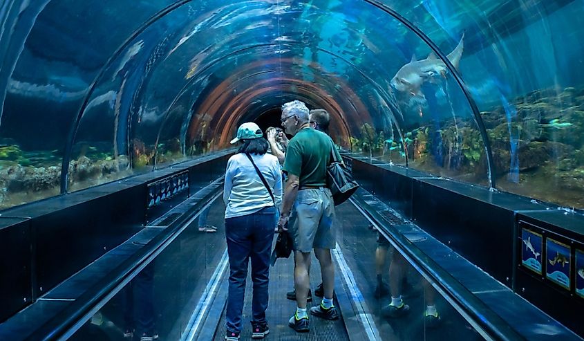 People enjoying Shark encounter tunnel at Seaworld