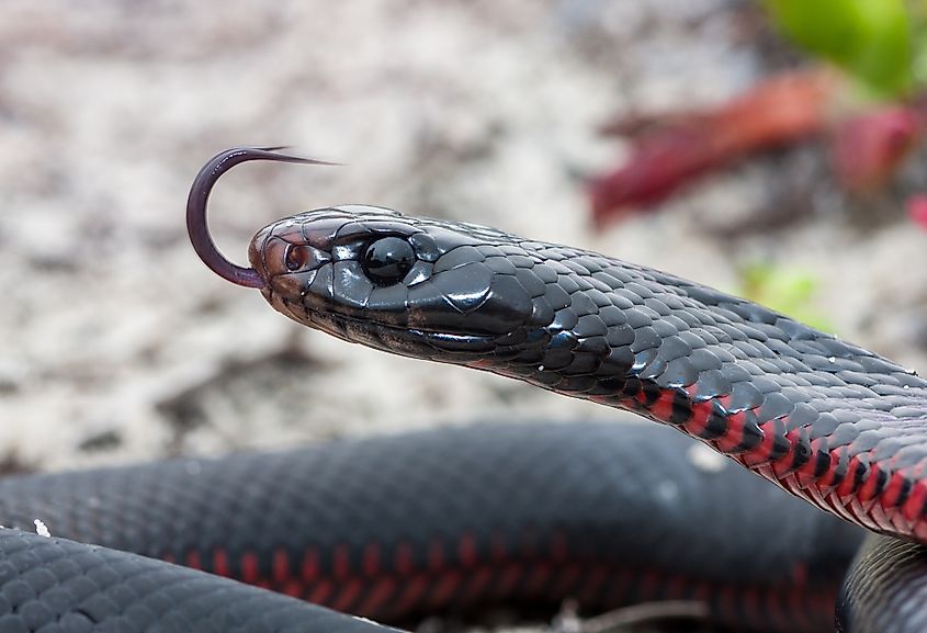 A red-bellied black snake with its tongue out.