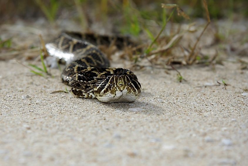 An eastern diamondback rattlesnake in the Big Cypress National Preserve