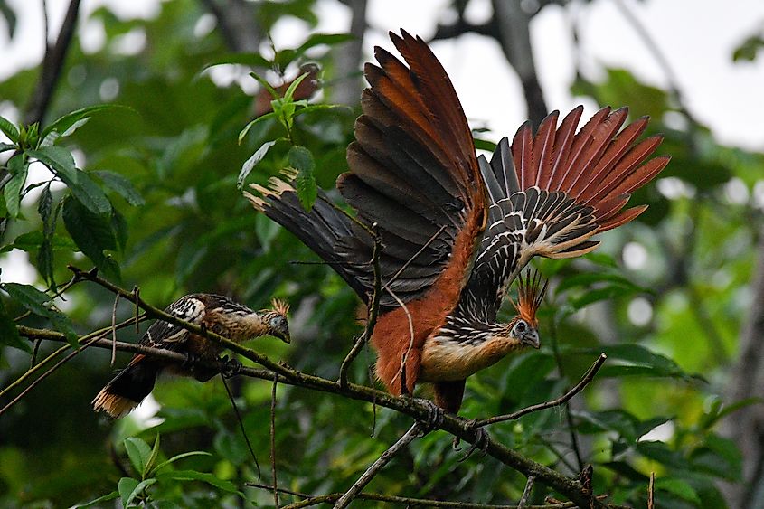 Hoatzin bird and chick. Image credit: Seanoneillphoto/Shutterstock.com