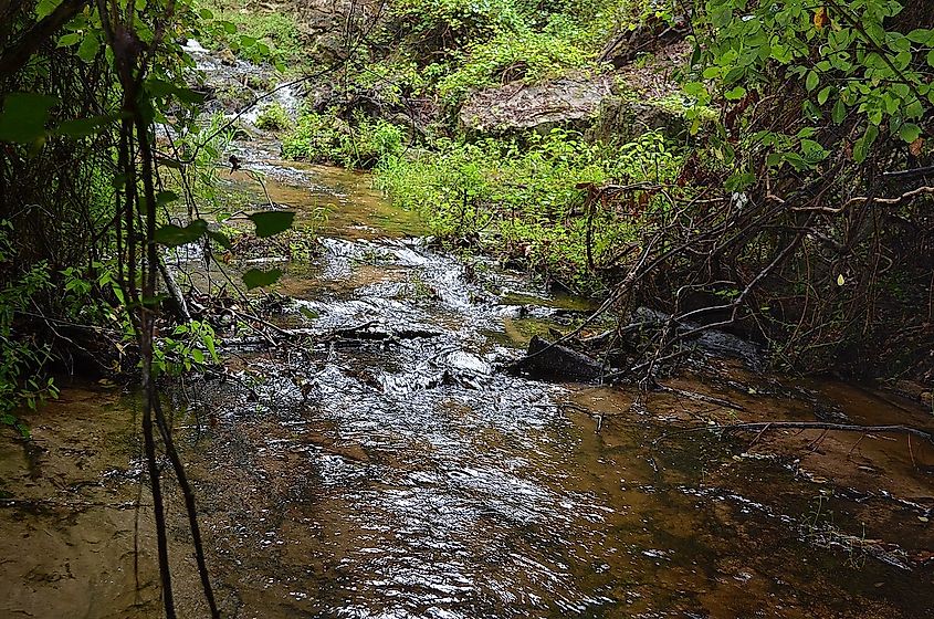 Shanks Creek, flowing through Poinsett State Park near Wedgefield, South Carolina