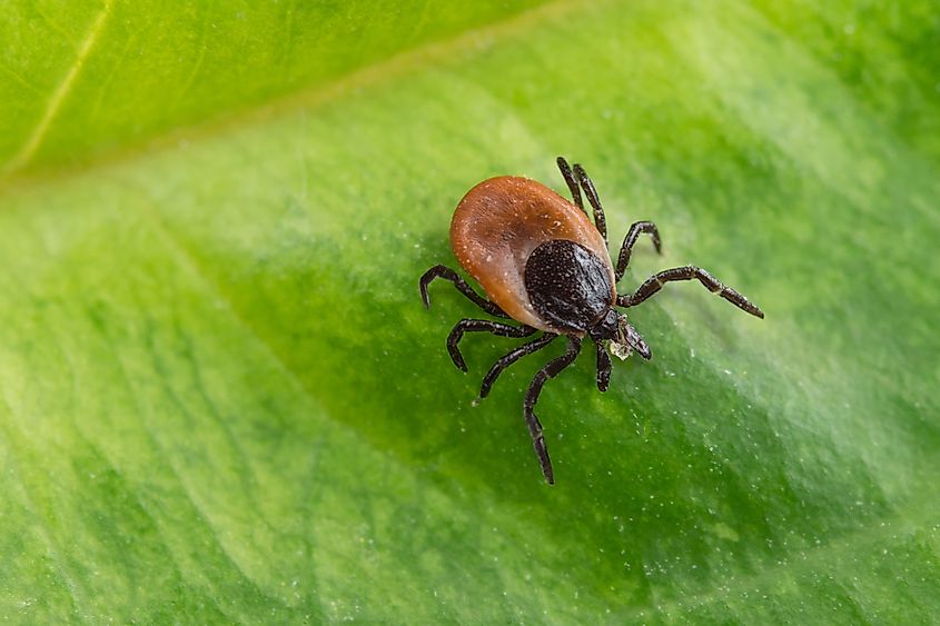 Blacklegged Tick on a green leaf.