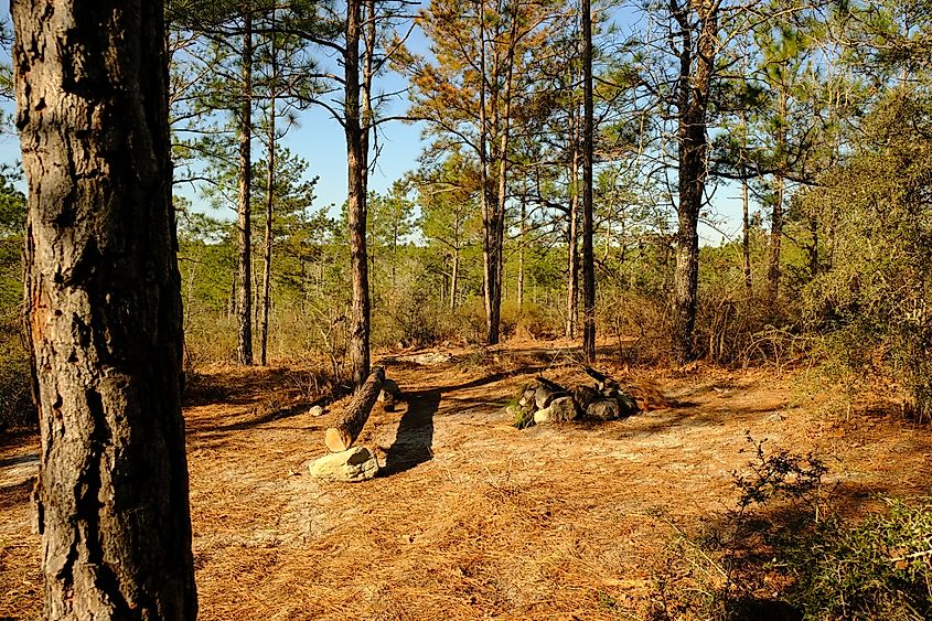 A campsite in Kisatchie National Forest, Louisiana.