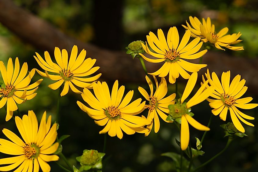 Silphium perfoliatum blossoms, with bright yellow flowers standing out against a dark background.