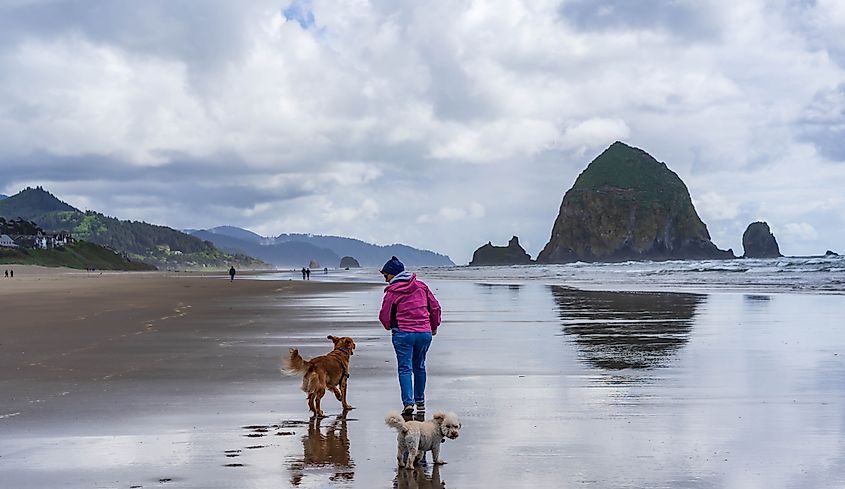 A person in a pink jacket walks two dogs along a vast sandy beach with reflective wet sand. In the distance, a prominent sea stack and cloudy sky create a serene atmosphere.