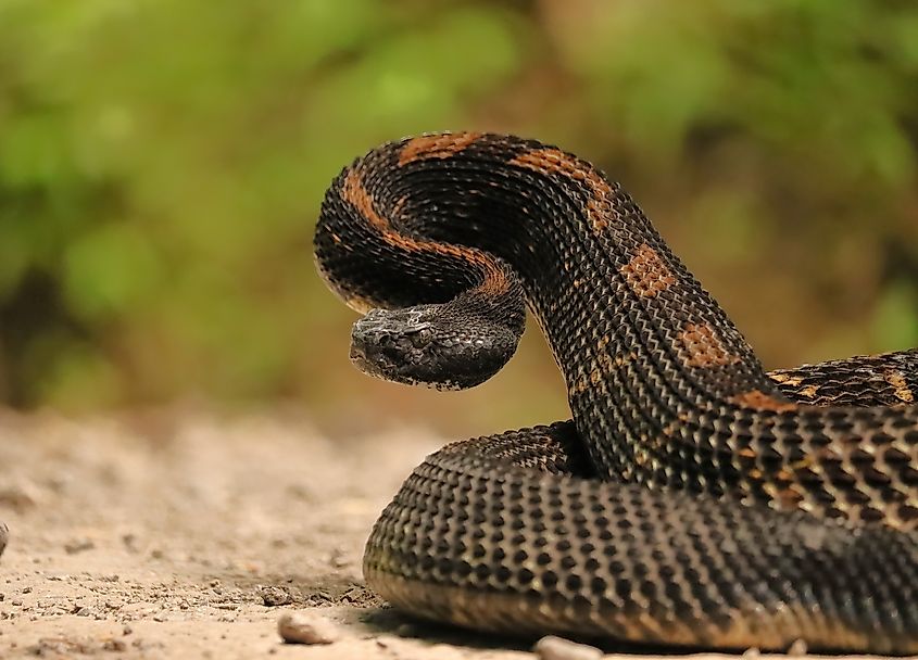 Timber rattlesnake