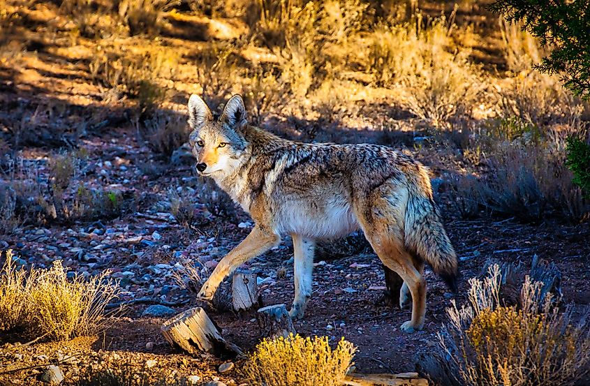 Coyote in tall fall grass in early morning light.