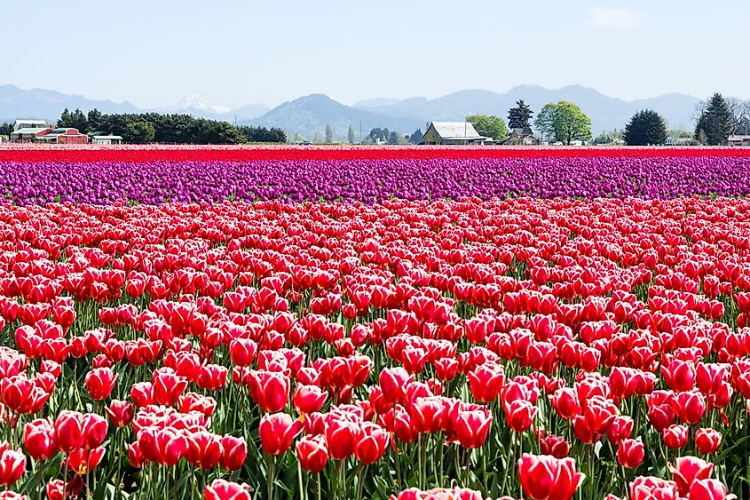 Tulip fields during Skagit Valley Tulip Festival - Mount Vernon, Washington 