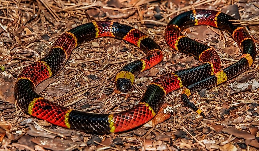 Eastern Coral Snake (Micrurus fulvius)