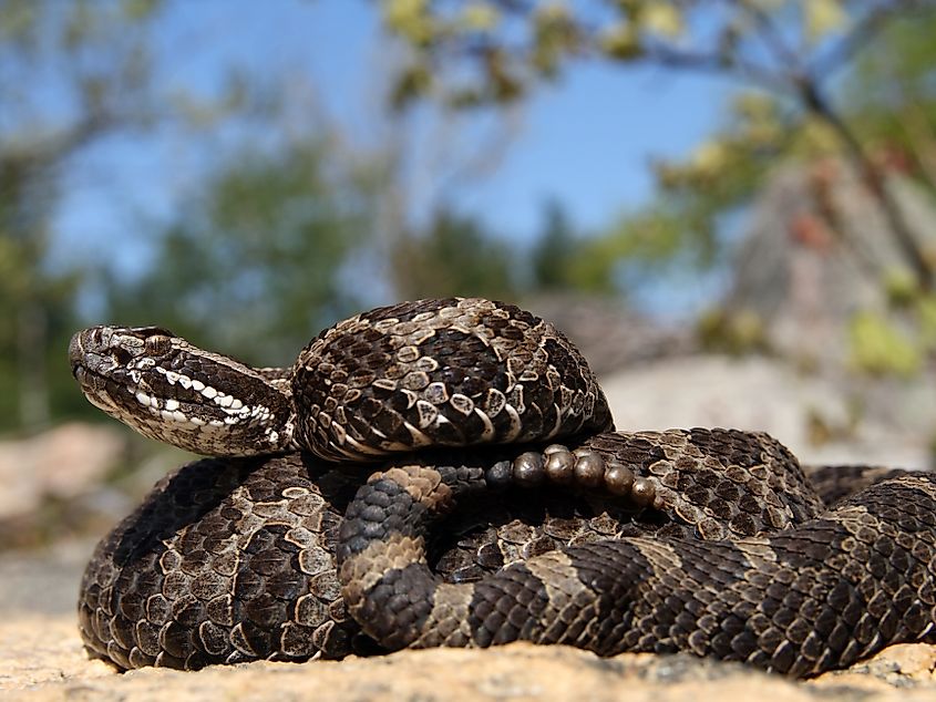 Eastern Massasauga Rattlesnake (Sistrurus catenatus catenatus