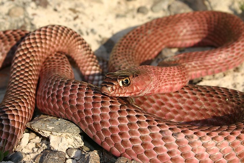 The Western Coachwhip Snake coiled up