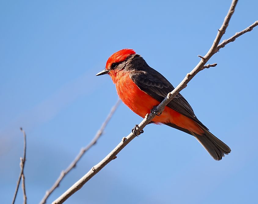 A male Vermilion Flycatcher in Patagonia, Arizona. Editorial credit: Ken Winkler / Shutterstock.com
