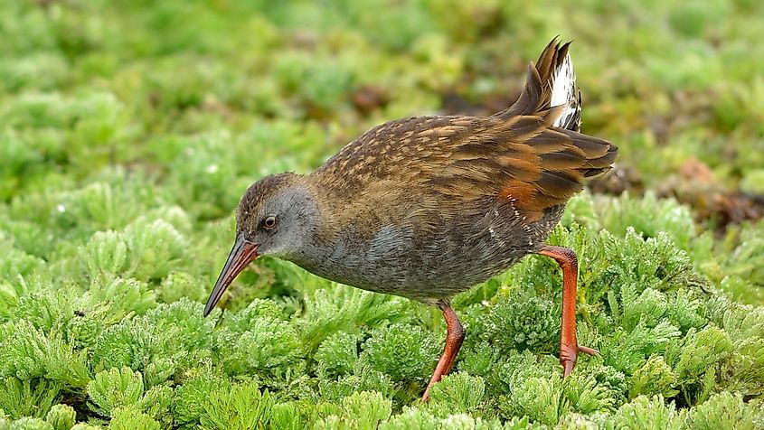 A Bogota Rail bird.