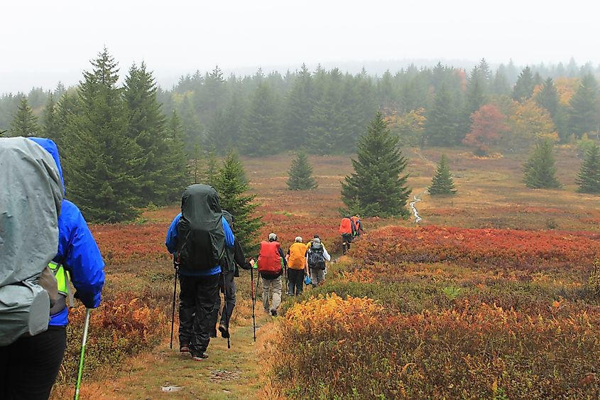 Hikers hiking along the Dollys Sods Wilderness