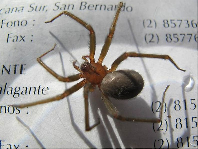 Close up of a Chilean Recluse