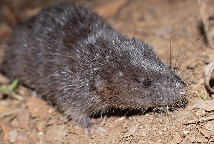 Daptomys peruviensis, a small rodent species native to Peru