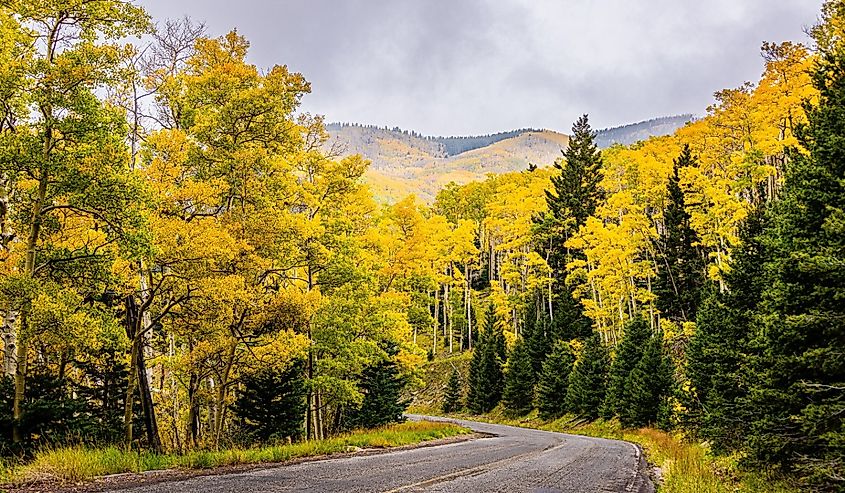 Fall colors in the Santa Fe National Forest.