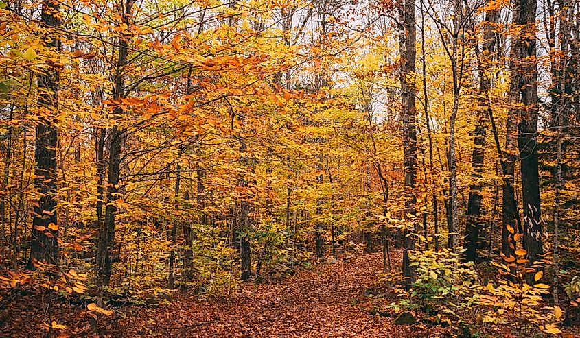 Autumn colors along the Moxie Falls Trail, near The Forks, Maine