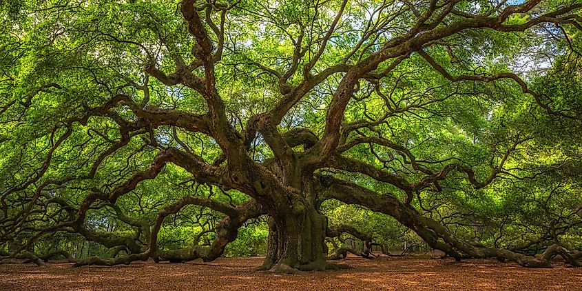 The Angel Oak Tree, a centuries-old live oak, stands as a symbol of Johns Island’s natural and historical beauty