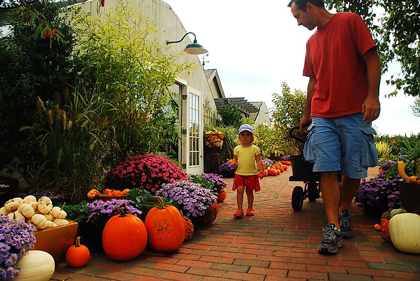 A father and his young daughter searching for the perfect autumn pumpkin at a farm stand in South Kingstown, Rhode Island.