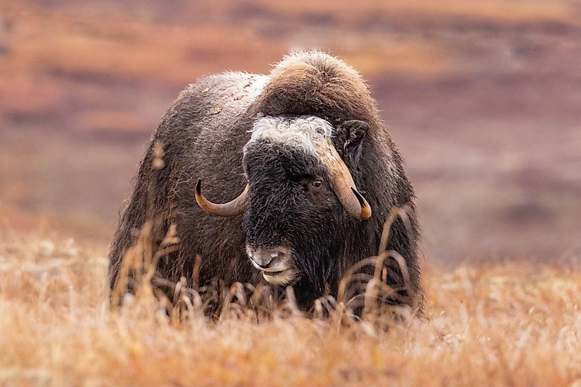 A majestic musk ox stands in a field in Nome, Alaska. Via Shutterstock / Shlomi Hazan.