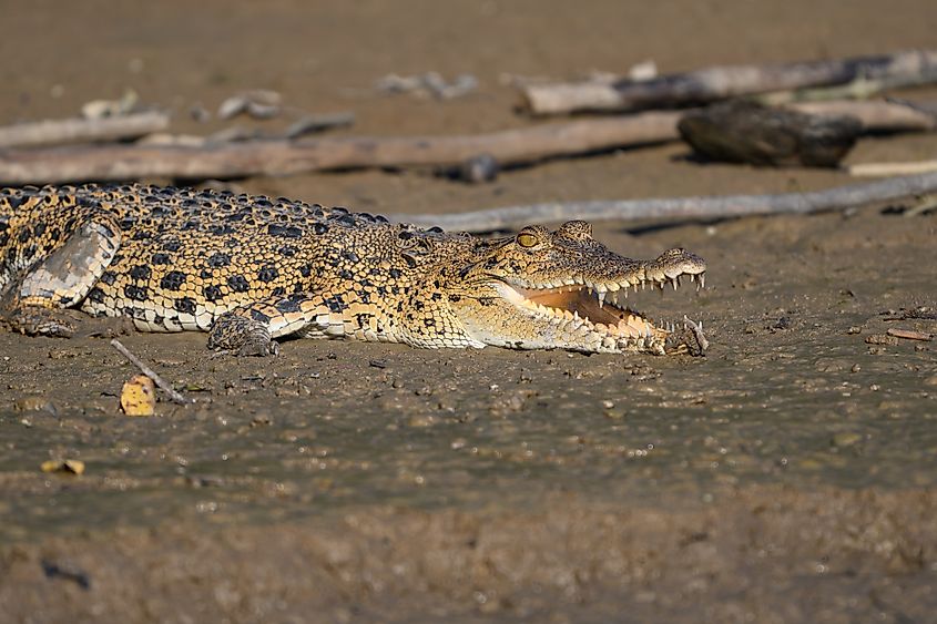Massive saltwater crocodile lurking in the Muddy waters of the Kinabatangan River, Borneo