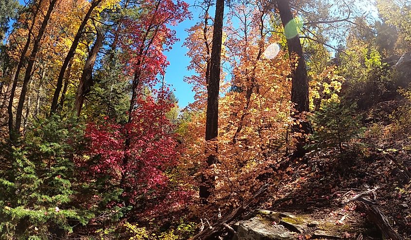 Autumn Forest Scene, Mount Lemmon, Tucson, Arizona.