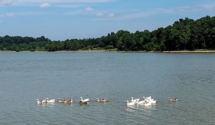 Adorable geese swim across Freeman Lake in Elizabethtown, KY on a beautiful sunny summer day.