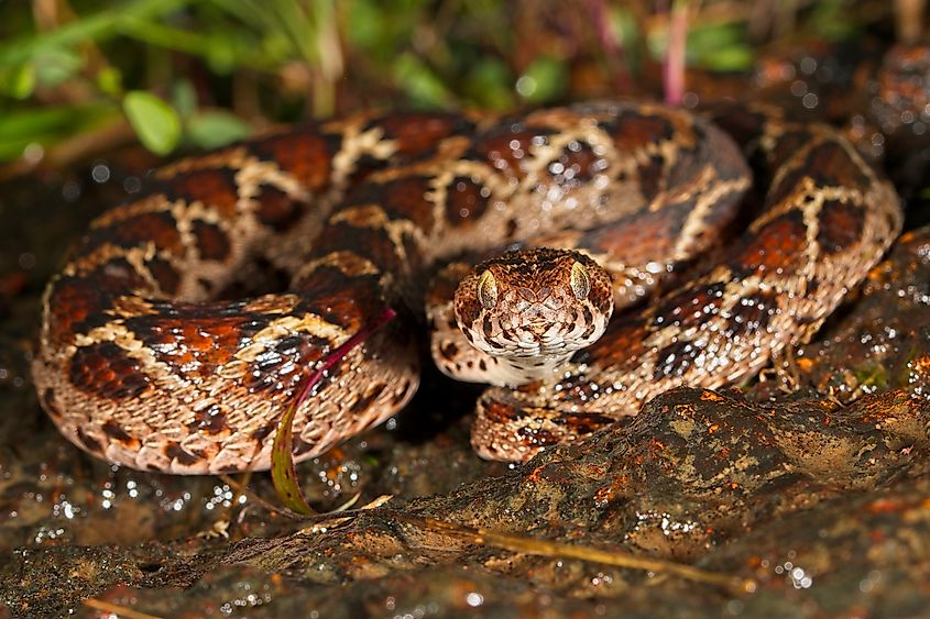 Saw-scaled viper