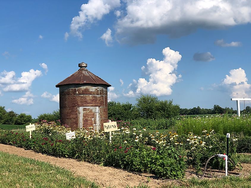 A flower farm in Franklin, Indiana.