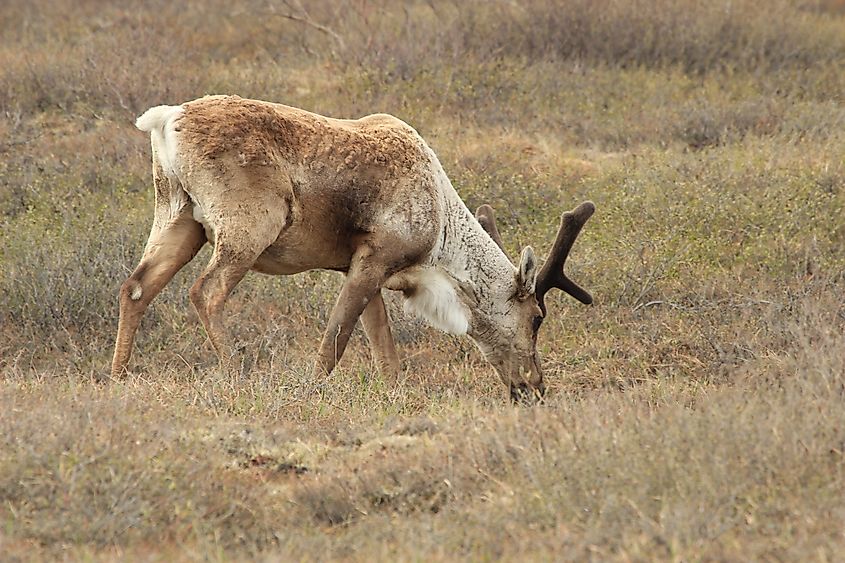 Reindeer in Alaska.