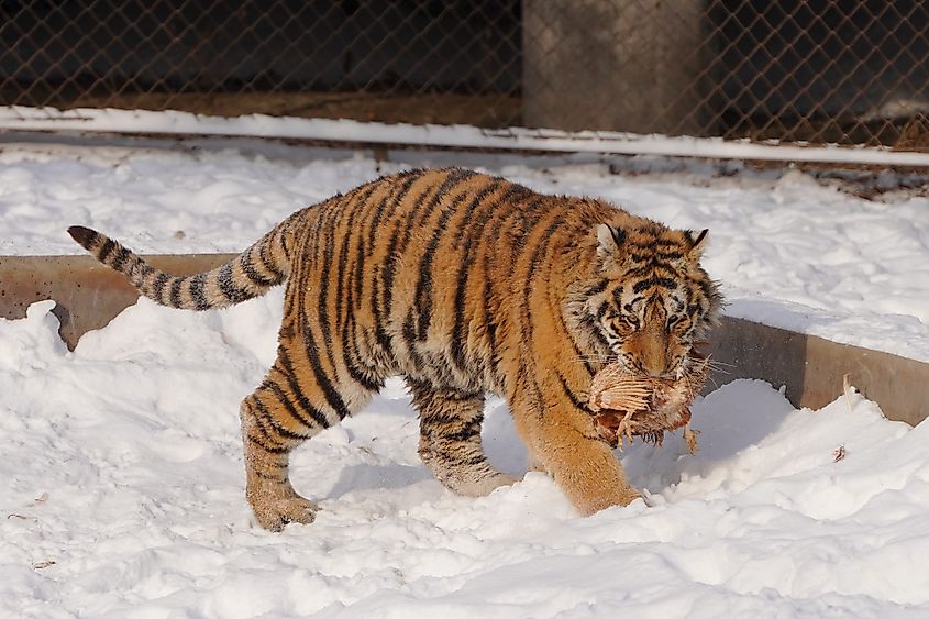 A Siberian tiger feeding.