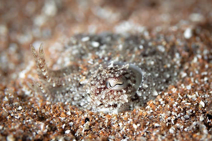 A well-camouflaged cuttlefish on the ocean floor