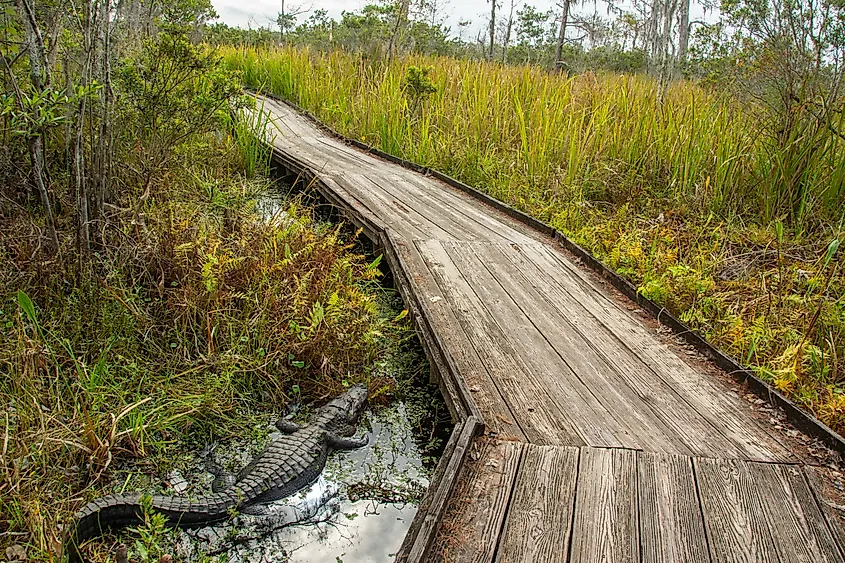 American alligator resting very close to the boardwalk trail through wild Louisiana swamp and marsh in Barataria Preserve.