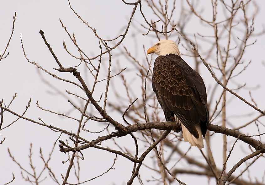 Adult bald eagle perched in Pere Marquette State Park 