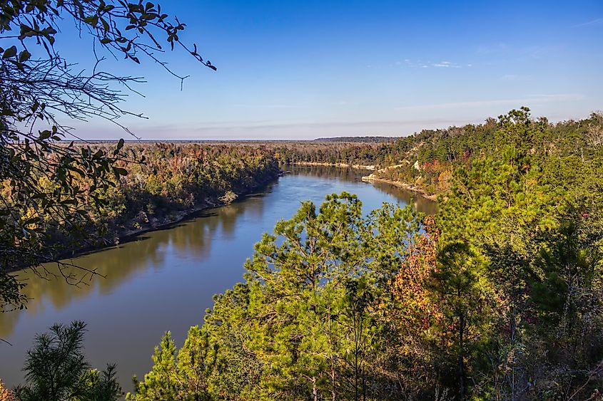 View of the Apalachicola River from the Alum Bluff Overlook.