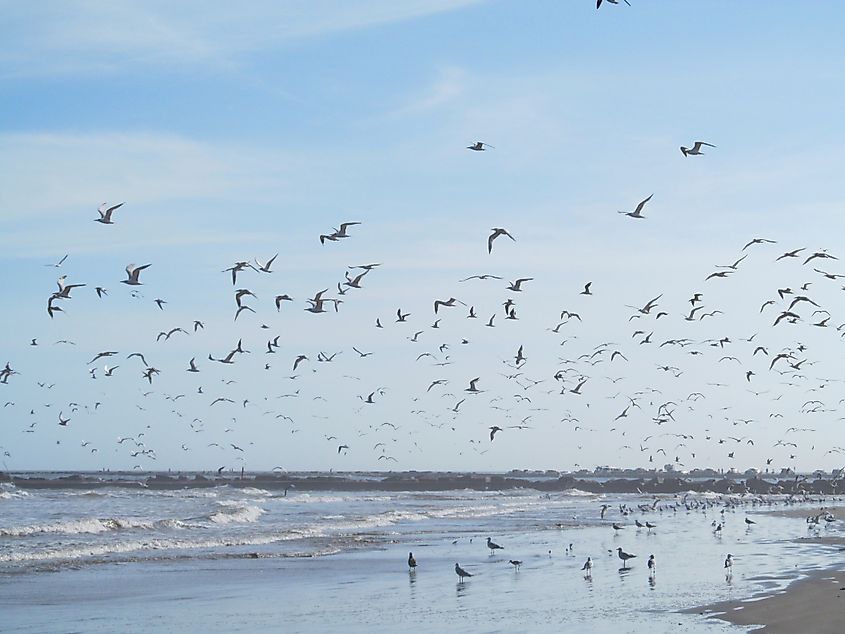 Sea birds flying over the beach on San Jose Island, TX