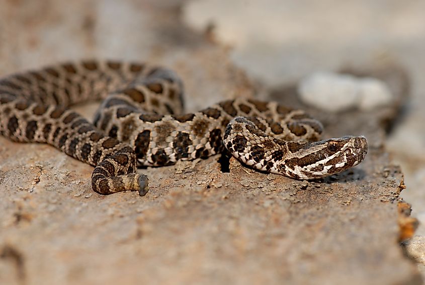 A Western massasauga on a rock.