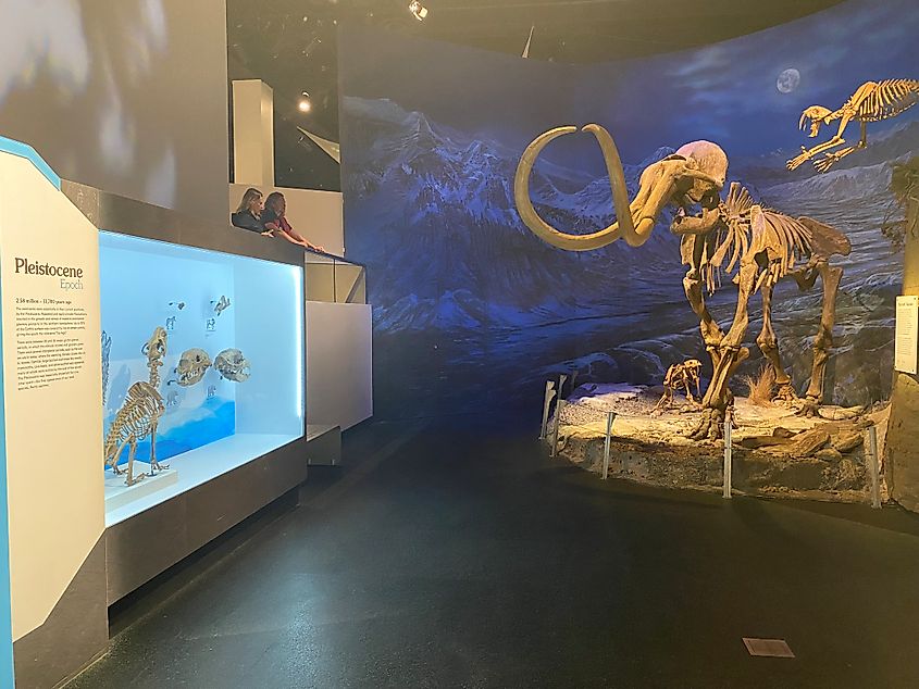 The Pleistocene, aka "Ice Age" exhibit at the Royal Tyrrell Museum, including a prominent woolly mammoth skeleton. 