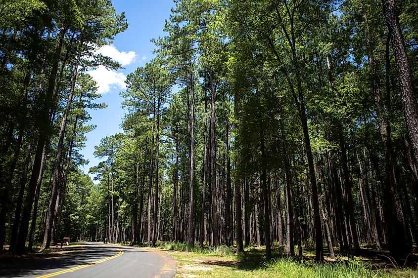 Road through the Congaree National Park.