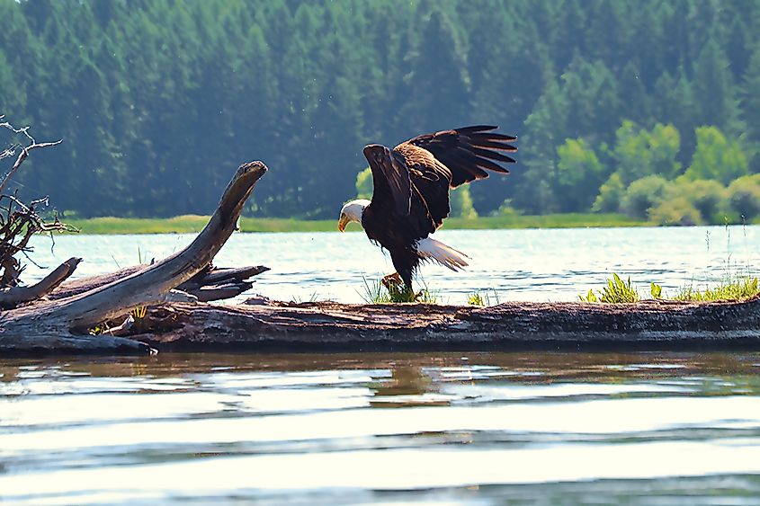 Eagle seen in Montana while kayaking near Flathead Lake.