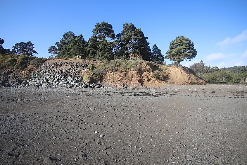 Van Damme State Park, California.