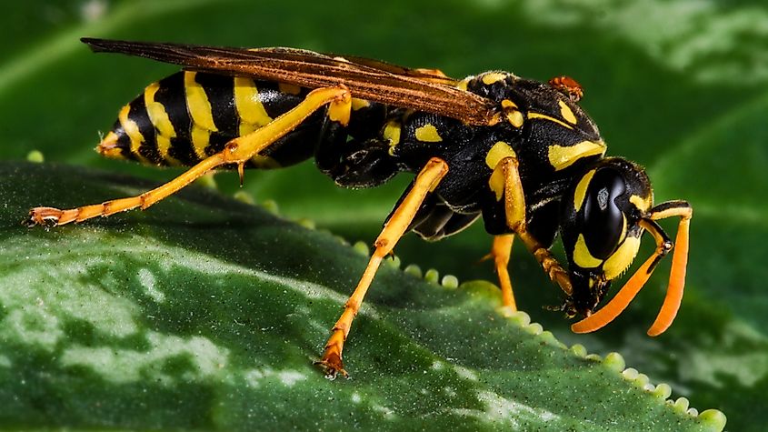 An Eastern Yellowjacket on a Leaf.