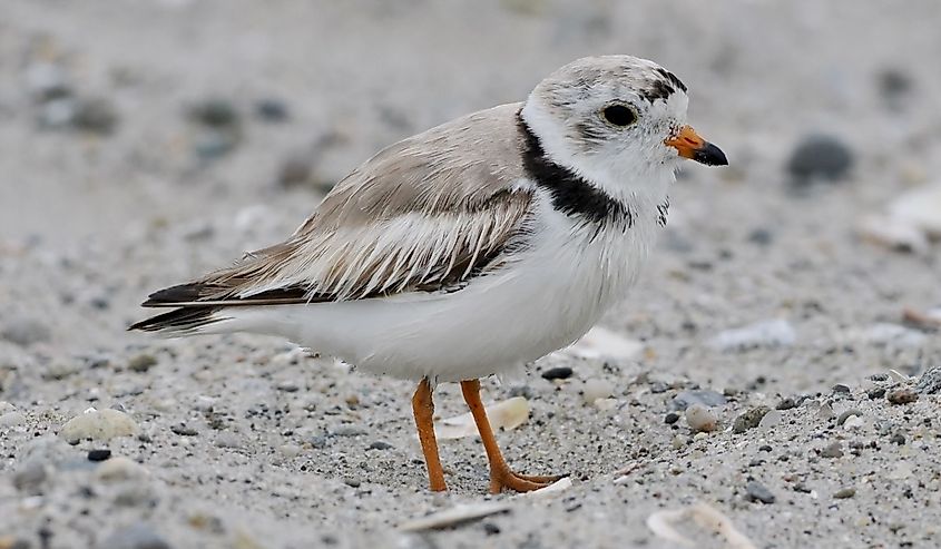 An adult Piping Plover, a threatened species, on the beach at Milford Point, Milford, Connecticut.