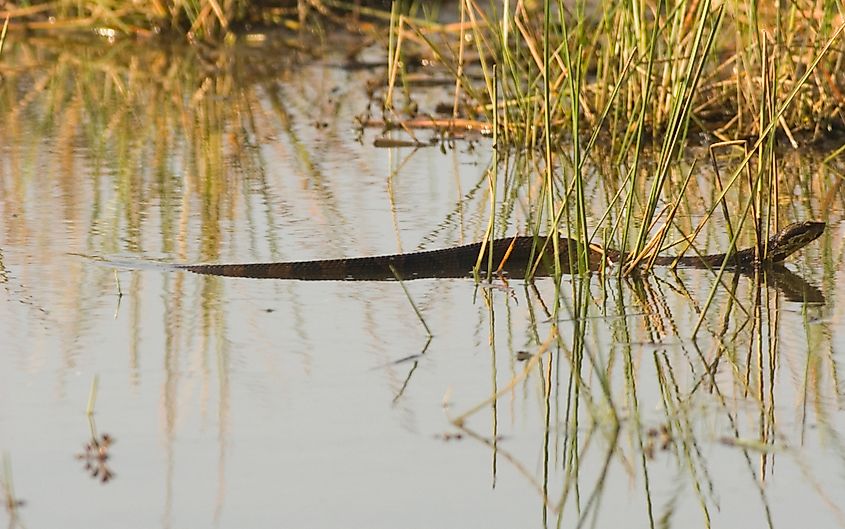 A cottonmouth swims in Virginia