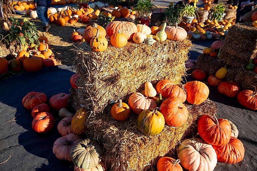 Pumpkin patch