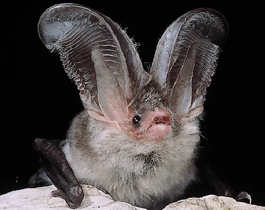 Sardinian long-eared bat (Plecotus sardus)