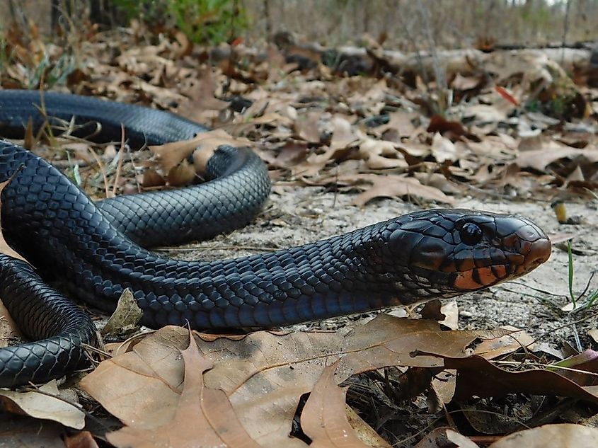 Eastern Indigo Snake